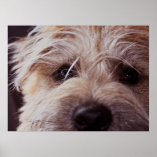 Puppy face close-up Poster