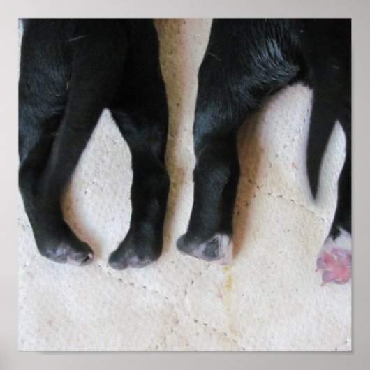 Puppy foot poster (Voorkant)