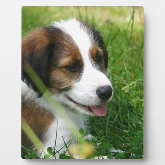 Puppy Fotoplaat (Voorkant)