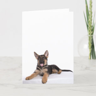 puppy German herder Kaart
