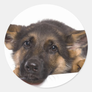 puppy German herder Ronde Sticker
