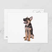 puppy German shepherd Briefkaart (Voorkant / Achterkant)