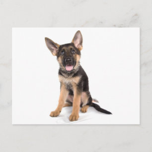 puppy German shepherd Briefkaart