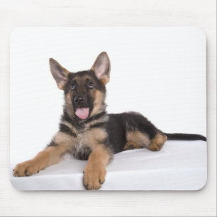 puppy German shepherd Muismat