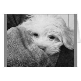 Puppy in Blanket Black en White Photo Card