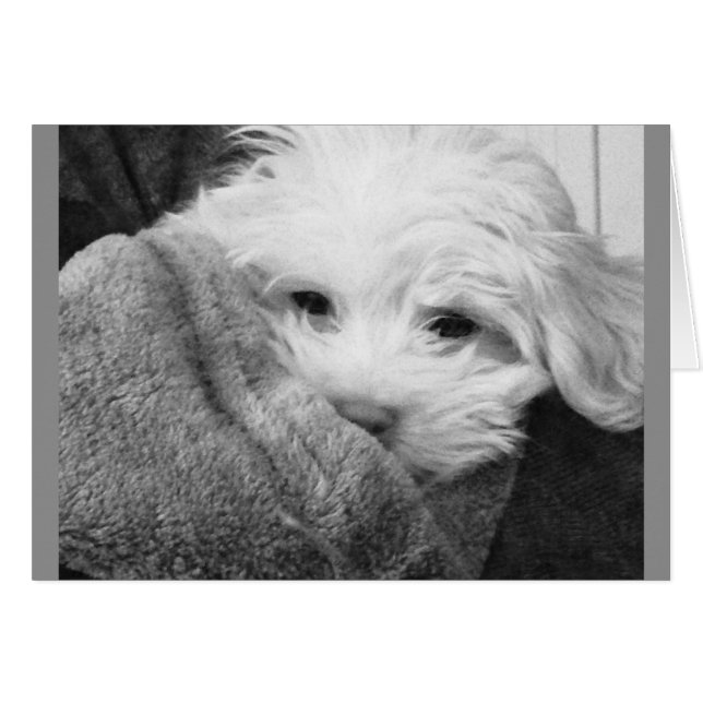Puppy in Blanket Black en White Photo Card (Voorkant Horizontaal)