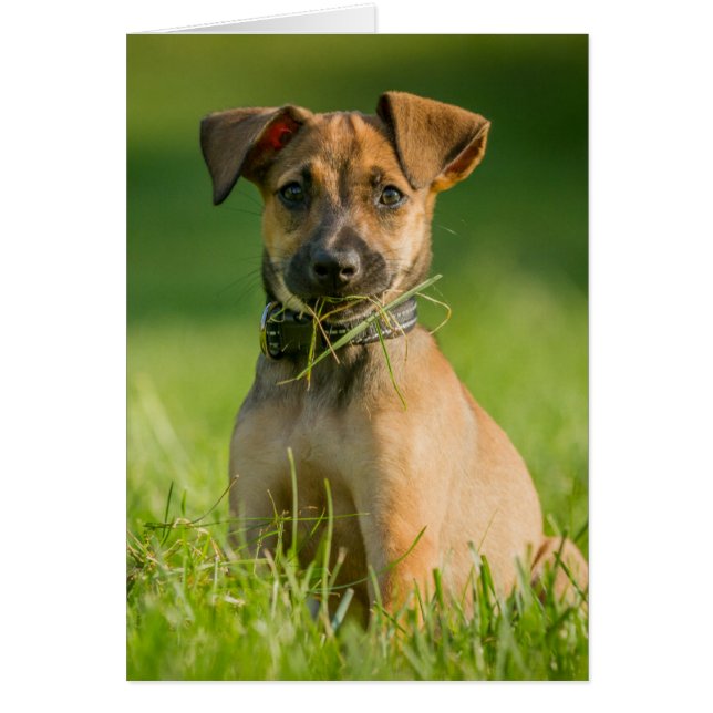 Puppy in de gras (Voorkant)