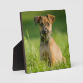 Puppy in de gras fotoplaat (Voorkant)