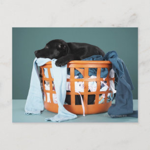 Puppy in de wasmand briefkaart