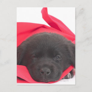 Puppy in deken briefkaart