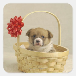 Puppy in een mandje vierkante sticker
