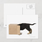 Puppy in kartonnen doos briefkaart (Voorkant / Achterkant)