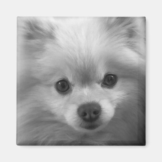 Puppy in Pommeren Magneet (Voorkant)