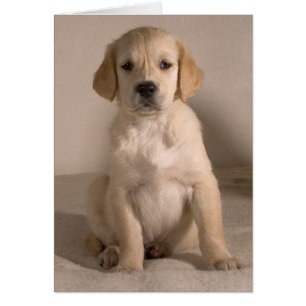 Puppy. Kaart op cARTerART