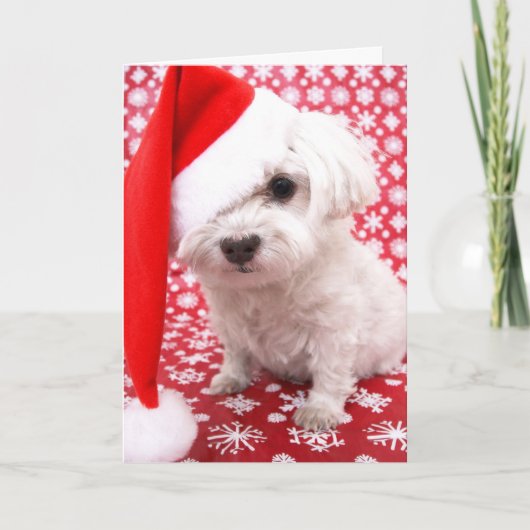 Puppy kerstKaart Feestdagen Kaart (Voorkant)