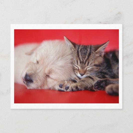 Puppy & Kitten Briefkaart (Voorkant)