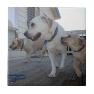 Puppy Kusjes: Crème Kleur Labrador Familie Liefde, Tegeltje