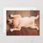 Puppy Laying Funny Briefkaart (Voorkant / Achterkant)