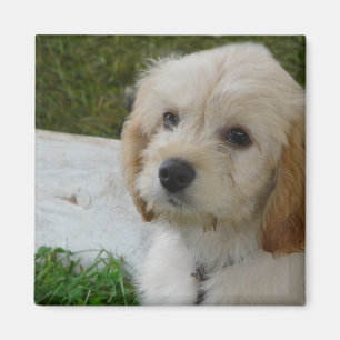 Puppy Love - Cute MaltiPoo Dog Foto Magneet