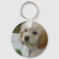 Puppy Love - Cute MaltiPoo Dog Foto