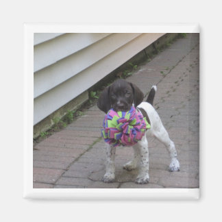 puppy magnet magneet