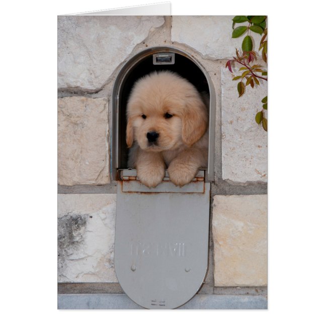 Puppy Mail (Voorkant)