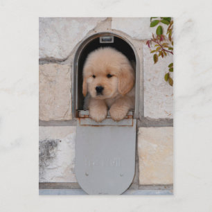 Puppy Mail Briefkaart