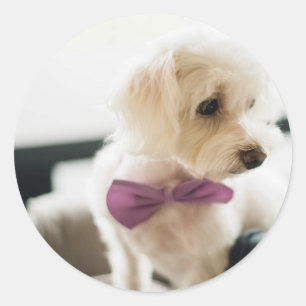Puppy met een Stropdas van een hoes Ronde Sticker