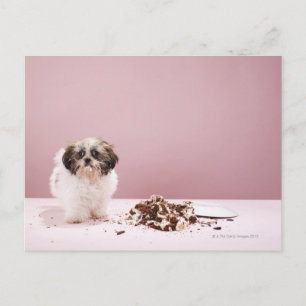 Puppy met taart op de vloer briefkaart