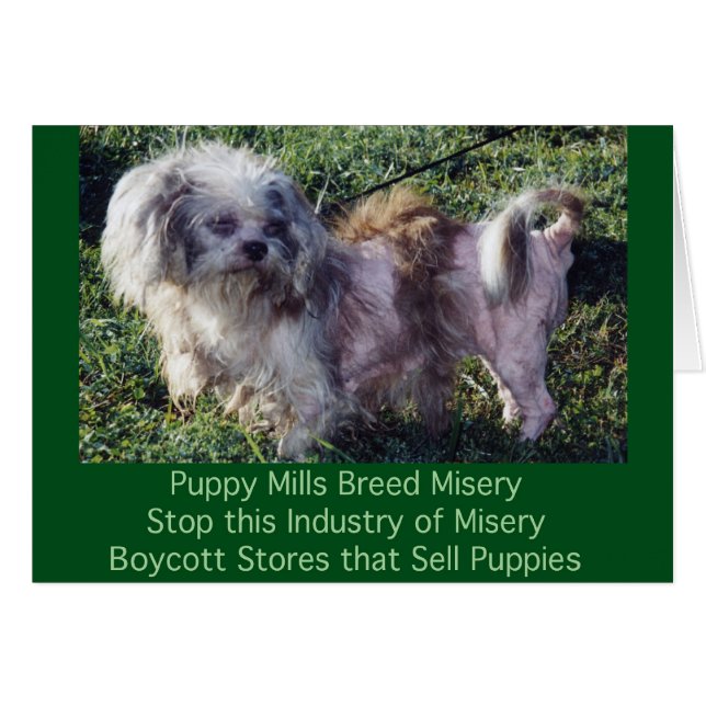 Puppy Mills brasse la carte Misery (Devant horizontal)