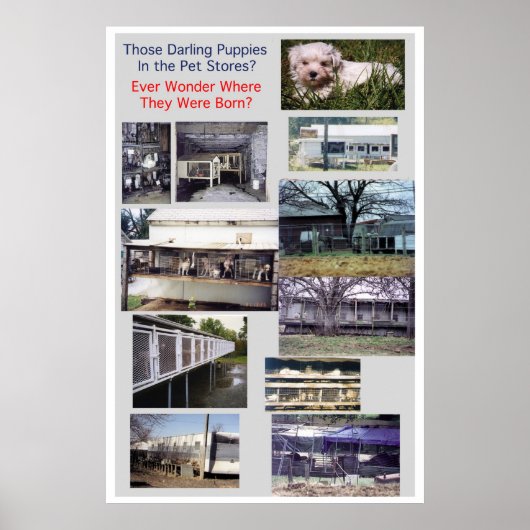 Puppy Mills Breed Misery Poster (Voorkant)