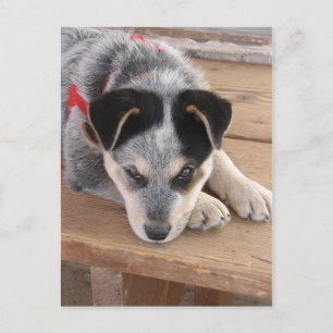 Puppy Mischief Briefkaart