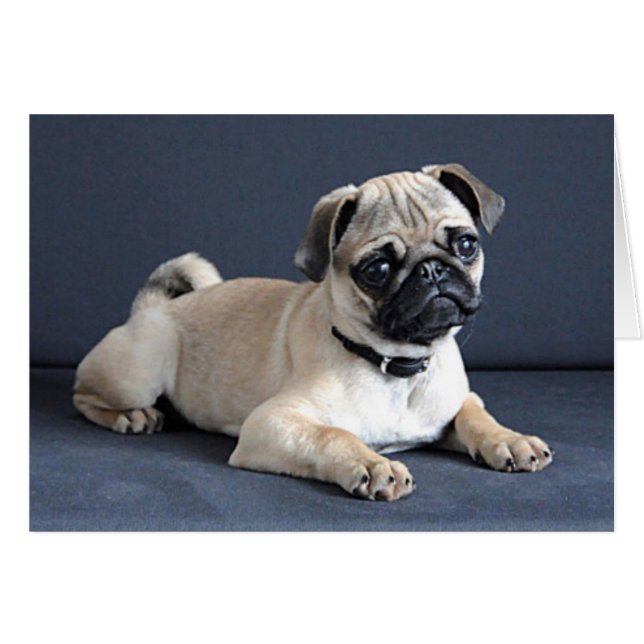 Puppy op legende bank (Voorkant Horizontaal)