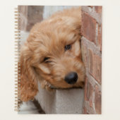 Puppy Peeking Goldendoodle (Devant)
