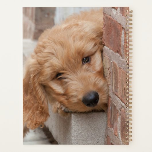 Puppy Peeking Goldendoodle (Dos)