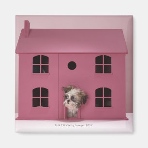Puppy peering uit het huis van de pop magneet