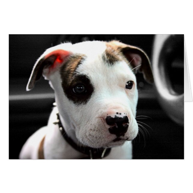 Puppy Pit Bull T-Bone (Voorkant Horizontaal)