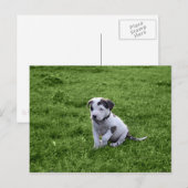 Puppy Pit Bull T-Bone Briefkaart (Voorkant / Achterkant)