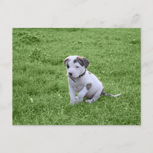 Puppy Pit Bull T-Bone Briefkaart