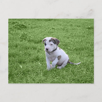 Puppy Pit Bull T-Bone Briefkaart