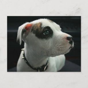 Puppy Pit Bull T-Bone Briefkaart