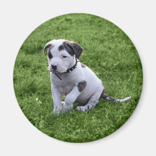 Puppy Pit Bull T-Bone Magneet