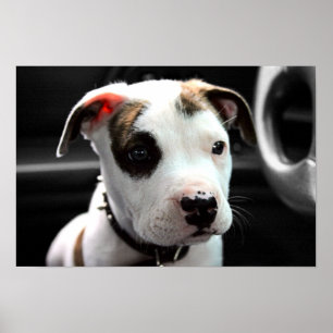 Puppy Pit Bull T-Bone Poster