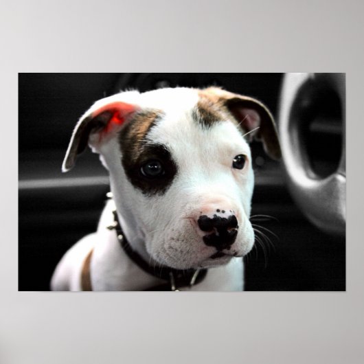 Puppy Pit Bull T-Bone Poster (Voorkant)