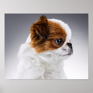 Puppy Portret Japanse Chin Cute Poster