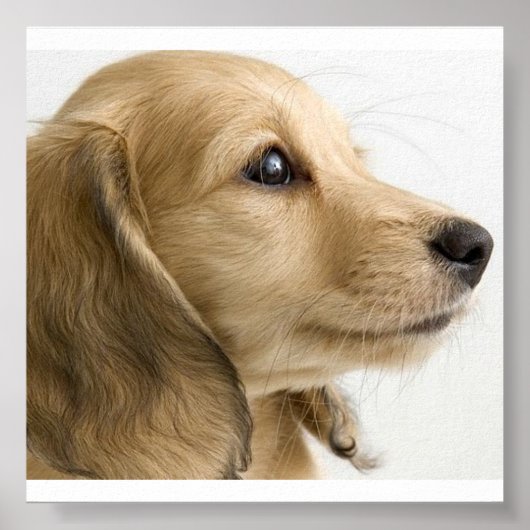 Puppy Poster (Voorkant)