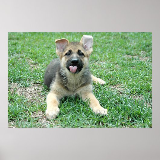 Puppy Poster (Voorkant)