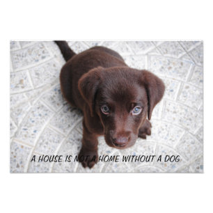 Puppy Quote Foto Afdruk