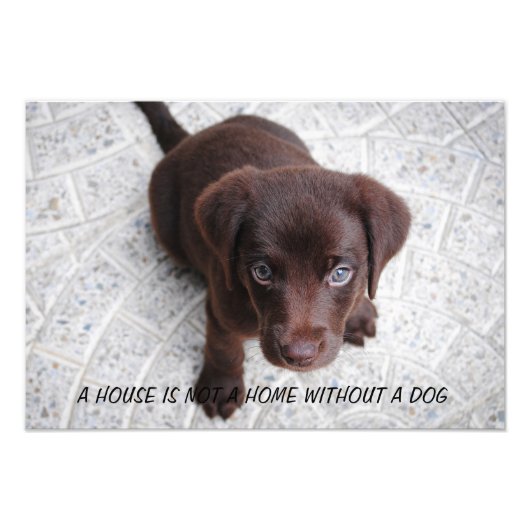 Puppy Quote Foto Afdruk (Voorkant)