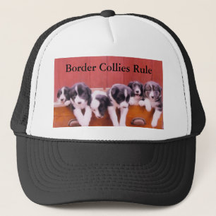 Puppy-randCollies-regel Pet